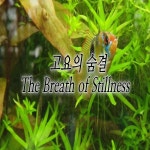 고요의 숨결 - 벅스 고요의 숨결 / 상록수