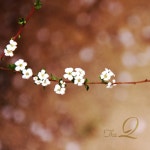 안녕, 봄/더 큐(The Q) - 벅스 안녕, 봄 / 더 큐(The Q)