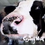 OK 목장의 젖소 - 벅스 OK 목장의 젖소 / 크라잉넛 (CRYING NUT)