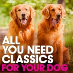 All You Need Classics: For Your Dog - 벅스 All You Need Classics: For Your Dog / Various Artists