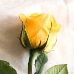 지금 바로 행복을 줄 노래를 여기에 - 벅스 지금 바로 행복을 줄 노래를 여기에 / 뮤직무드온
