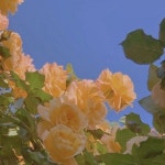 낮에 뜬 달처럼 보드라운 감성 플리 - 벅스 낮에 뜬 달처럼 보드라운 감성 플리 / Soulmate