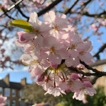 봄은 어김없이 오네 - 벅스 봄은 어김없이 오네 / 연휘가람