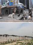 [더 나은 미래] [Cover Story] 반려동물 1000만 시대, 유기동물... [더 나은 미래] [Cover Story] 반려동물 1000만 시대, 유기동물 보호소를 가다
