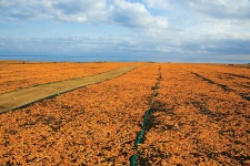 [제주스케치-겨울] 한겨울 황금꽃밭? 성산읍 바닷가서 귤껍질 말리는... [제주스케치-겨울] 한겨울 황금꽃밭? 성산읍 바닷가서 귤껍질 말리는 풍경