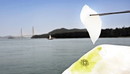 피굴·황가오리… 九味 다 먹었다? 고흥産 커피까지 마셔야 진짜 - 조선일보 > 스페셜 > 와이드뉴스 피굴·황가오리… 九味 다 먹었다? 고흥産... 