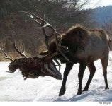 혐주의 사슴뿔의 위험성jpg