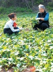 산마늘·민들레 소쿠리 가득… 잎 두 장 남겨두는 건 예의
