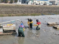 [포토] 연근 수확하는 김제 진봉 농가들