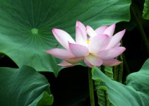 [포토] 활짝 핀 연꽃