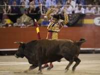 [포토]스페인 투우경기, `항복?`