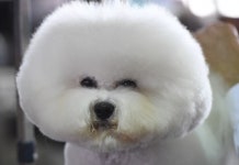[포토] 심술난 강아지?
