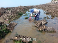 ‘金섬’ 꿈꾸는 ‘곰섬’ 간척사업에 쇠락..전국 최우수 공동체로 우뚝