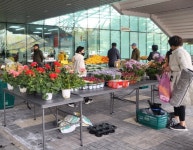 괌 데데도시장이 고양에도?…市, 호수공원·대화동 새벽시장 운영