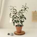 더플라워마켓 나의 작은 올리브나무 혼합색상 1개 - 에누리 가격비교