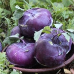 친환경팔도 팔도농장 아삭 달콤한 햇 콜라비 3kg - 에누리 가격비교