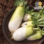 그램원 무우 5KG 제주도 햇무 김장무 알타리무 - 에누리 가격비교