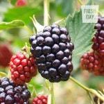 프레시데이 고창 슈퍼 복분자 블랙베리 냉동 생과 상품 10Kg - 에누리 가격비교
