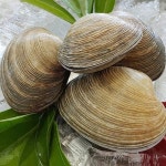 통영애찬 싱싱대합 개조개 1kg - 에누리 가격비교