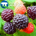 기타과일 - 에누리 가격비교