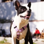 아띠지기 강아지 H형 하네스 가슴줄 M - 에누리 가격비교