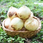 친환경팔도 팔도농장 달큰한 무안 햇 양파 소 3kg 5kg 10kg - 에누리 가격비교