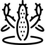 Cactus | Free Icon Download Cactus for free