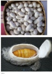 포모스 누에고치 안의 번데기 누에고치 안의 번데기