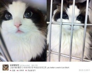 포모스 고양이계의 김태희 .jpg 고양이계의 김태희 .jpg