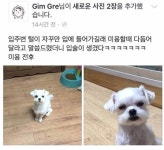 포모스 강아지 입주변 털을 다듬어 주었는데.... 강아지 입주변 털을 다듬어 주었는데....