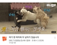 포모스 동물농장 유튜브 충격 근황 동물농장 유튜브 충격 근황