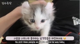 포모스 킹리적 갓심이 드는 갑수목장 고양이 킹리적 갓심이 드는 갑수목장 고양이 
