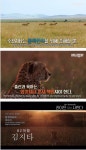 포모스 페미논란 난리난 동물농장 유튜브 근황 페미논란 난리난 동물농장 유튜브 근황