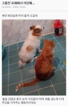 포모스 반려동물이 화장실에 따라오는 이유 반려동물이 화장실에 따라오는 이유