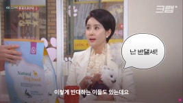 포모스 10만 원씩만 걷어도 반려동물 보유세, 다시 불붙은 이유  10만 원씩만 걷어도 반려동물 보유세, 다시 불붙은 이유 