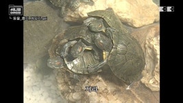 포모스 잼민이들은 모르는 저세상 인형뽑기ㄷㄷ 잼민이들은 모르는 저세상 인형뽑기ㄷㄷ