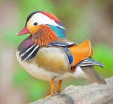 포모스 금슬 좋은 부부의 상징 원앙의 실체 금슬 좋은 부부의 상징 원앙의 실체