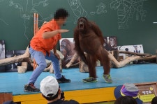 포모스 한때 TV 인기스타였던 오랑우탄 오랑이의 일대기  한때 TV 인기스타였던 오랑우탄 오랑이의 일대기 