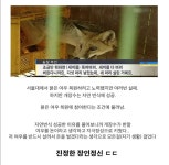 포모스 장인정신에 진심이였던 개장수 ㄷㄷ 장인정신에 진심이였던 개장수 ㄷㄷ