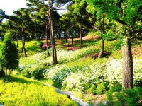영인산자연휴양림의 울창한 숲과 맑고 깨끗한 자연에서 휴식 - |
