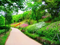 영인산자연휴양림의 울창한 숲과 맑고 깨끗한 자연에서 휴식 - |