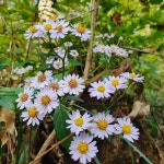 제암산자연휴양림 - |