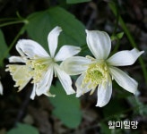 산림청 국립복주산자연휴양림 - 숲갤러리 |
