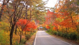 산림청 국립용화산자연휴양림 - |