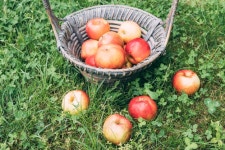 Apples lying near basket  Photo | Free Download