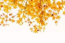 Art colorful autumn scenics rural  Photo | Free Download