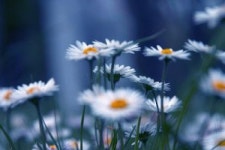Blue...  Photo | Free Download