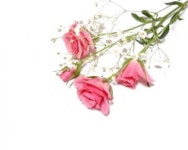 Bunch of pink roses on white background  Photo | Free Download