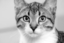 Cat Staring  Photo | Free Download