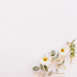 Decorative floral background  Photo | Free Download
